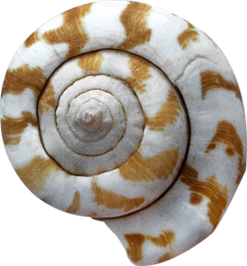 Spiraalvormige schelp
